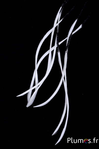 Oie strippé paillettes noires - 16-18 cm - blanc